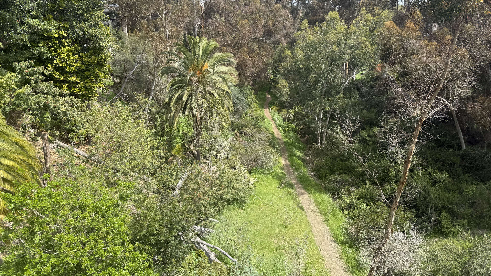 View down into Kate Sessions Canyon from the Spruce Street Bridge